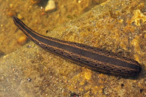 П'явка П'явка