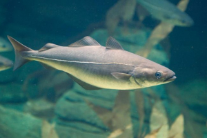 Пікша - риба, віддаючи перевагу північному морі Пікша - риба, віддаючи перевагу північному морі