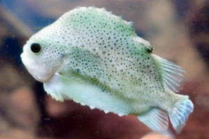 Пінагор, або горобець риби, або риба-біті Пінагор, або горобець риби, або риба-біті