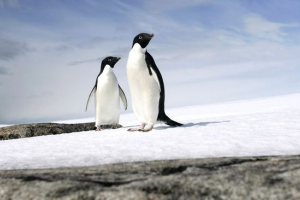 Пінгвін адель Пінгвін адель