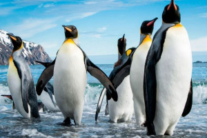 Пінгвіни Пінгвіни