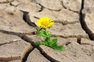 Пірамідні рівні життя на землі: від атомів до біосфери Пірамідні рівні життя на землі: від атомів до біосфери
