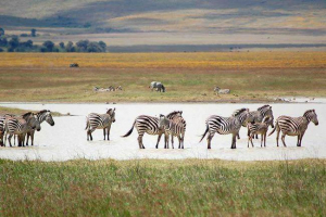 Яка максимальна швидкість зебри? Яка максимальна швидкість зебри?