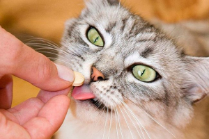 Пірантель для кішок - відгуки Пірантель для кішок - відгуки