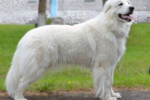 Піренеанська гірська собака Піренеанська гірська собака