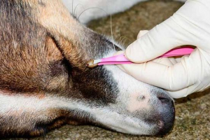 Піроплазмоз у собак - діагностика захворювання Піроплазмоз у собак - діагностика захворювання