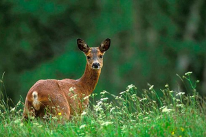 Їжа та годування Їжа та годування