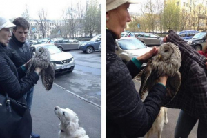 Санкт-петербург перехожих-за збереженням від ворон Санкт-петербург перехожих-за збереженням від ворон