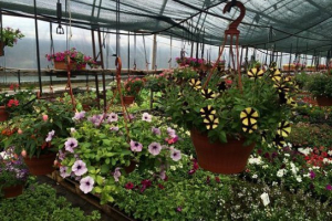 Домашні тварини рослин у ленінградській області Домашні тварини рослин у ленінградській області