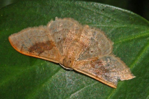 Піаденица. Фото та садові пест відео Піаденица. Фото та садові пест відео