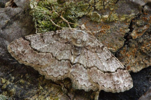 П'яденица: види, опис метеликів П'яденица: види, опис метеликів