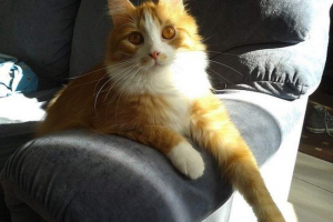 П'ять фінських кішок отримали за порятунок людей звання героїв П'ять фінських кішок отримали за порятунок людей звання героїв