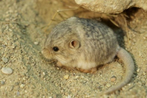 П'ятипотокова карликова трубка П'ятипотокова карликова трубка