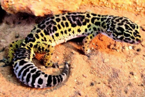 Плямистий емблер - дружній тварина Плямистий емблер - дружній тварина