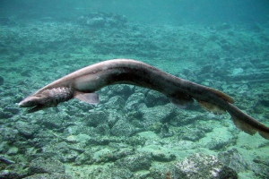 Плащ-грейдер. Вона планована акула Плащ-грейдер. Вона планована акула