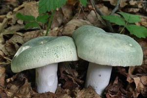 Зелений сир Зелений сир