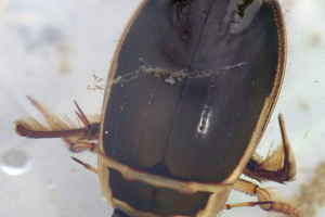 Захищений флоаунет. Все про життя водяного жука Захищений флоаунет. Все про життя водяного жука