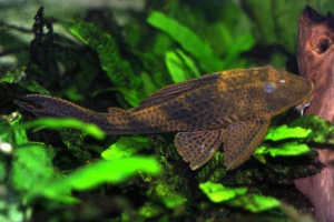 Плекостомус або сом-клей Плекостомус або сом-клей