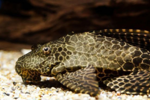 Плекостус Плекостус