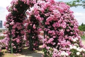 Племетні троянди, вирощування та догляд Племетні троянди, вирощування та догляд