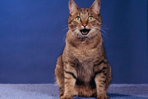 Splatte cat з бірмінгема Splatte cat з бірмінгема