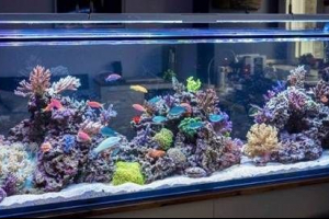 Плюси та мінуси акваріума вдома і які вони приходять Плюси та мінуси акваріума вдома і які вони приходять