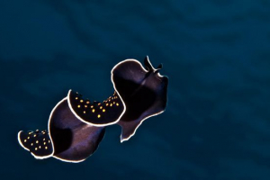 Плоскі черв'яки Плоскі черв'яки