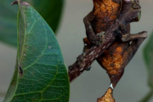 Літак кинув геккон: домашній вміст? Літак кинув геккон: домашній вміст?