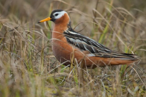 Поплав Поплав