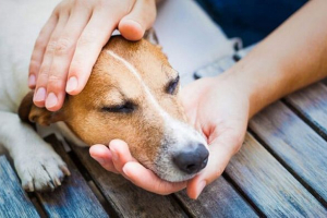 З яких причин собака втрачає координацію, як допомогти тварині? З яких причин собака втрачає координацію, як допомогти тварині?