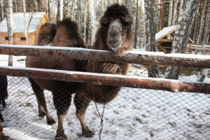 На вулицях уфи прогулюється врятуваний верблюд На вулицях уфи прогулюється врятуваний верблюд