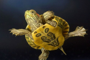 Чому черепахи є довготривалі? Чому черепахи є довготривалі?