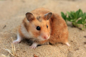 Чому хом'як називається хом'яком? Чому хом'як називається хом'яком?