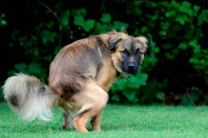 Чому собаки телят стає зеленим? Чому собаки телят стає зеленим?