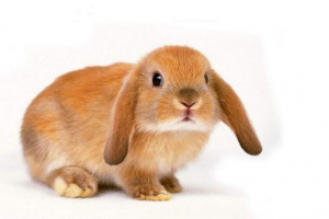 Чому декоративні кролики? Чому декоративні кролики?