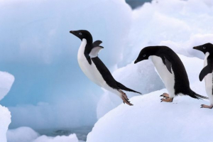 Чому пінгвіни не літають? Чому пінгвіни не літають?