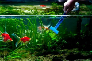 Чому вода була хмарною в акваріумі? Чому вода була хмарною в акваріумі?