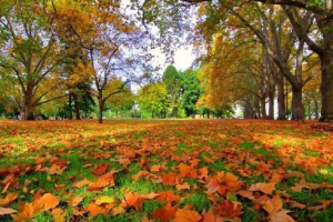 Будь-який листовий падає Будь-який листовий падає