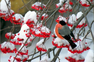 Чому вовчар називається fullfire? Чому вовчар називається fullfire?