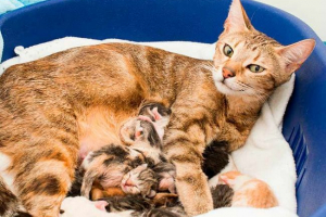 Навіщо мріяти, як народжує кіт? Навіщо мріяти, як народжує кіт?