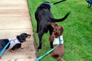 Чому собаки нюхають один одного під хвостом? Чому собаки нюхають один одного під хвостом?