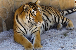 Чому тигри смугасті Чому тигри смугасті