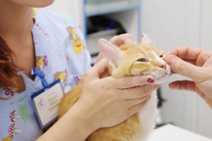 Чому кішки мають розрив віку, як виправити патологію? Чому кішки мають розрив віку, як виправити патологію?