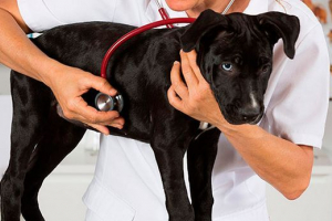 Причини, симптоми та лікування збільшеного серця у собаці Причини, симптоми та лікування збільшеного серця у собаці