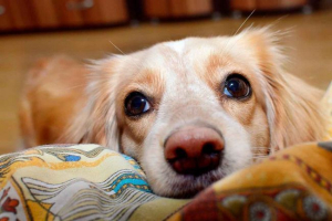Чому собаки мокрий і холодний ніс? Причини і це нормально? Чому собаки мокрий і холодний ніс? Причини і це нормально?