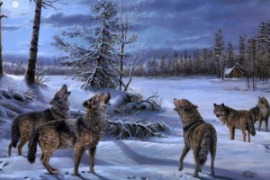 Чому вовки витрачають на місяць? Чому вовки витрачають на місяць?