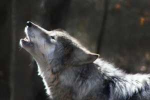 Чому вовки вовки