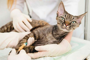 Чому в тварині є ковростаз і як допомогти йому? Чому в тварині є ковростаз і як допомогти йому?