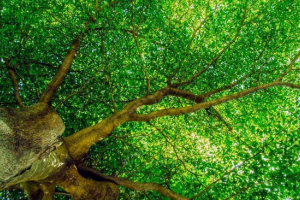 Чому зелені рослини важливі для навколишнього середовища? Чому зелені рослини важливі для навколишнього середовища?