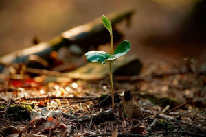 Ґрунт екосистема Ґрунт екосистема